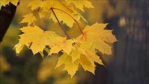 Научи меня, Боже, молиться | христианская музыка | Старые христианские песни