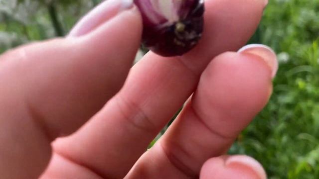 Когда же всё таки созревает Ялтинский лук?  Горное лавандовое поле. Сбор лаванды.