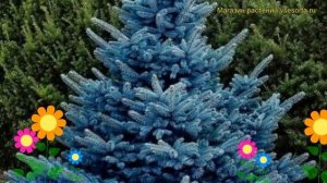 Ель голубая Блуе Даймонд. Краткий обзор, описание характеристик picea pungens Blue Diamond