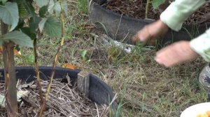 Малина Желтый гигант: ремонтантная и сладкая