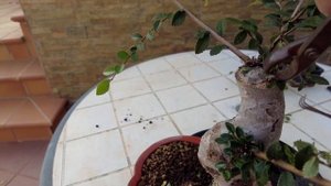 Бонсай вяз Жиробас - жизнь после разделения! Вяз мелколистный или китайский (Ulmus parvifolia).