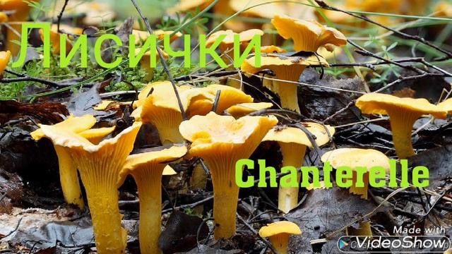 Урок Как называются съедобные грибы, Lesson What are some edible mushrooms in Russian смотреть онлайн
