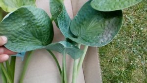 Поговорим о хостах!  Старые хосты  и новая  посылка       #хосты #всаду #хосты #впосылке