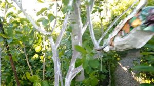 Прививка хурмы, часть 2