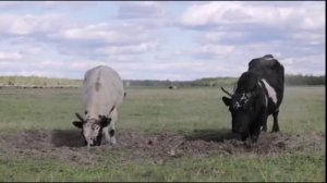 Бой якутских быков