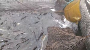 Выращивание и разведение судака: Пересаживаем производителей и ремонт