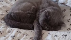 Кот храпит. Кот спит и храпит.