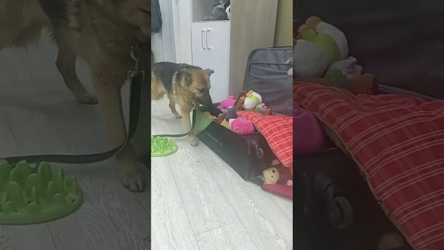 Снежный выходной в приюте для собак смотреть онлайн