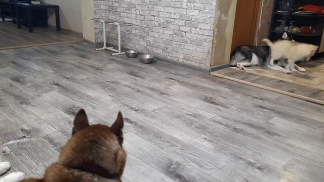 КОРОННЫЙ НОМЕР от Щенка ЛАКИ смотреть онлайн