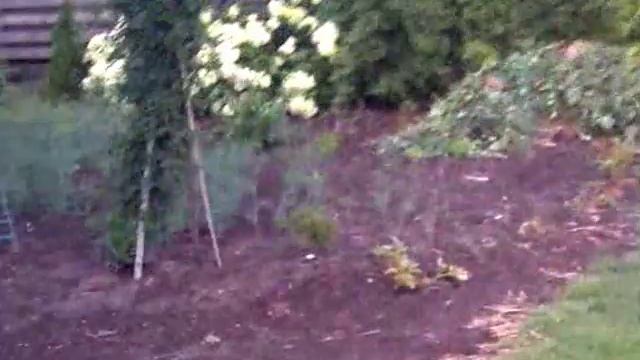 ЧП, калистегия, чищу водоемы, зацвел арбуз, мой город и черника смотреть онлайн