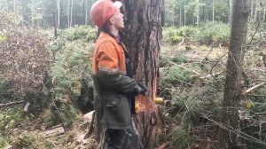 Валка леса /// Не удачно получилось сводить дерево в направлении вала ///