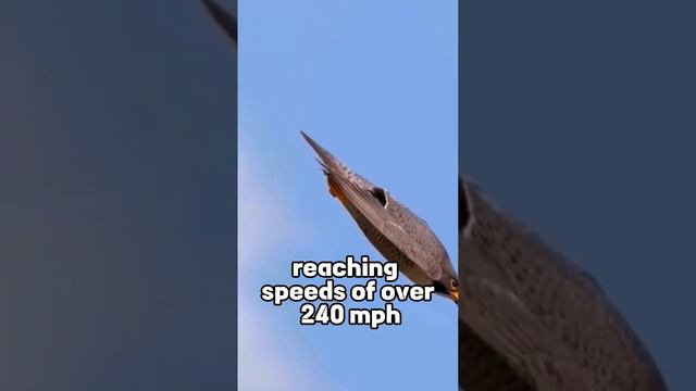 World's Fastest Bird