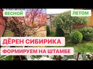 КАК СДЕЛАТЬ ШТАМБ ДЁРЕН СИБИРИКА ВАРИЕГАТА.mp4