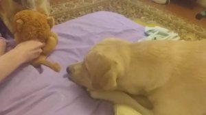 Лабрадор и лев. Фобии лабрадоров