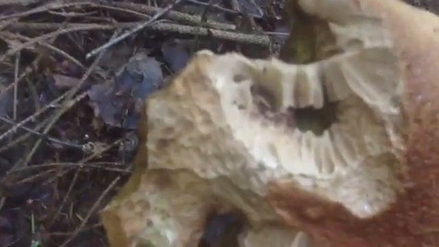 Збираю гриби смотреть онлайн