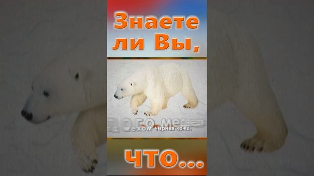 Знаете ли Вы, Что? Умка - белый медведь