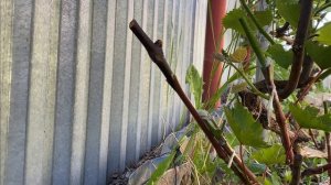 Прививка винограда в условиях Подмосковья