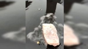 Рыба в кляре, жерех на сковороде садж, рецепты от Рината