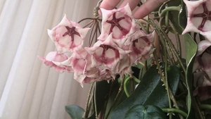 Обзор цветения хойи Арчболдиана (Hoya Archboldiana) ?От бутона до цветочка?