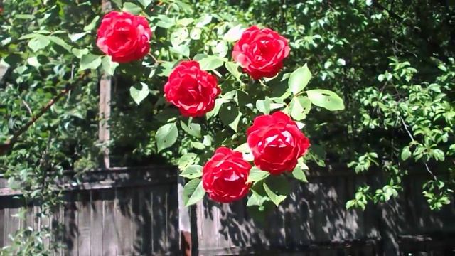 куст дикой розы смотреть онлайн