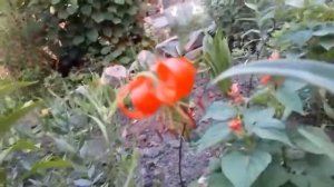 Лилия саранка. Что нужно знать.