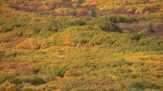 "Growth" Modern Day Mountain Man, Moose and Grizzly Bear Hunting with Guide, Billy Molls смотреть онлайн