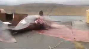 кит взорвался(((