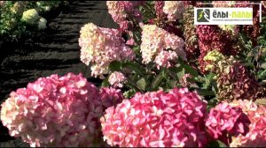 Гортензия метельчатая `Фрайз Мельба`