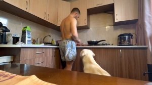Чем кормить лабрадора? #labradorretriever #кормление #лабрадор #заготовки #собакадругчеловека