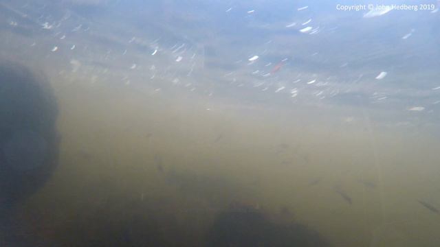 Fly fishing for salmon and sea trout in Mörrum 2019 - The Special Ones