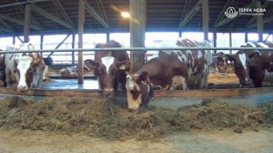 Племенной завод "Новоладожский"