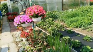 Уход за петунией в жаркую погоду.