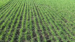 Всходы озимой пшеницы по предшественнику 🌱