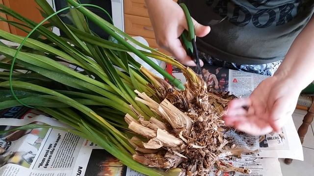 Орхидея Цимбидиум с гнилыми корнями и псевдобульбами.Попытка спасения. смотреть онлайн