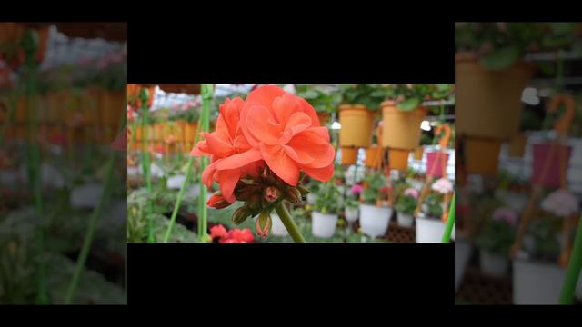 농부네 농장 꽂구경도하고 이쁜꽃도 모셔옴 смотреть онлайн