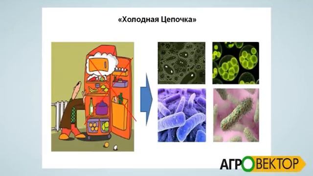 Холодна логістика - як фундамент до професійного розвитку бізнесу свіжих овочів та фруктів смотреть онлайн