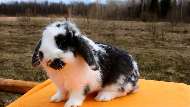 Карликовый вислоухий кролик, Долина Ветров Липсик смотреть онлайн