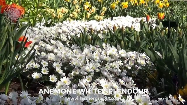 Anemone blanda 'White Splendour' - FarmerGracy.co.uk смотреть онлайн