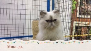 О чём думают кошки. 🐈⬛