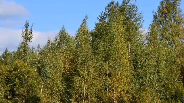 Слайдшоу грибы-лес-осень 2014 смотреть онлайн