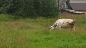 Бычок и Коровка пасутся на лугу 🍀 🐄🌳🐮☘️