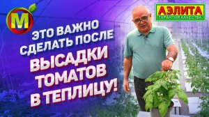 Подвязка, пасынкование, полив и подкормка томата после высадки рассады в защищённый грунт.