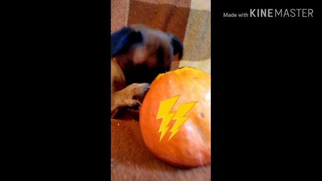 Ёлка и Тыква !!!👉👍♥️ смотреть онлайн