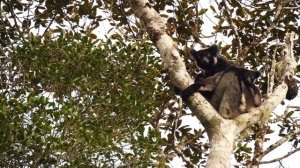 indri lemur with indri sound