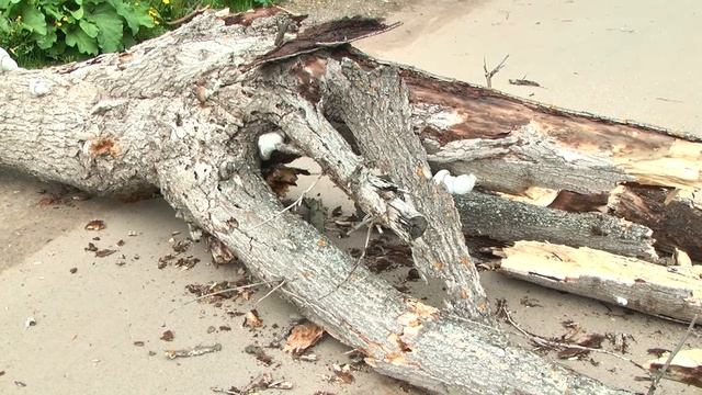 упавшее дерево смотреть онлайн