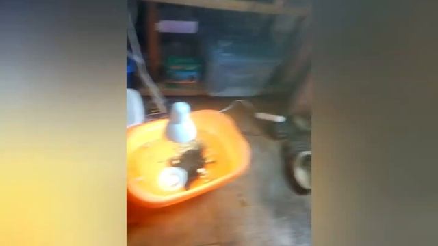 Правильное кормление красноухих черепах смотреть онлайн