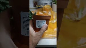 Алоэ Тигровое.