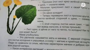 Почему растение называется мать и мачеха?