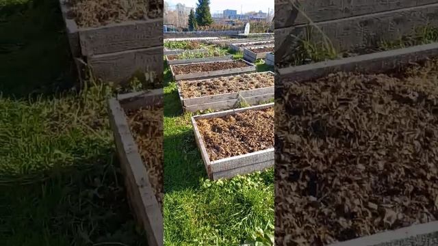 Заготовка листьев осенью.Мульчируем чеснок.