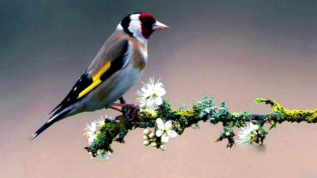 Красивое пение щегла - Goldfinch singing